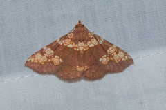 Saroba pustulifera