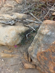 Indigofera declinata