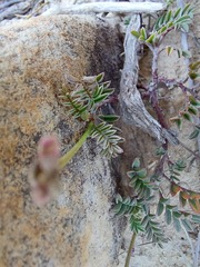 Indigofera declinata