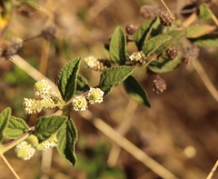 Lippia javanica