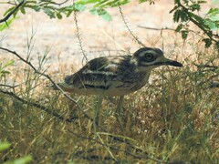 Burhinus indicus