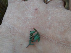 Indigofera declinata