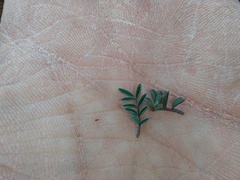 Indigofera declinata
