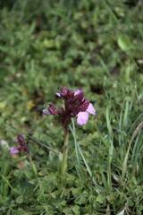 Anacamptis papilionacea