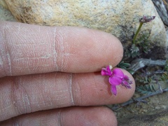Indigofera declinata