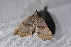 Chalastra pellurgata