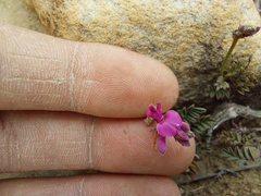 Indigofera declinata