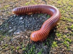 Thyropygus allevatus