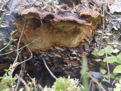 Phellinus chrysoloma