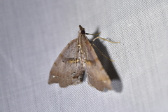 Chalastra pellurgata