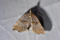 Chalastra pellurgata