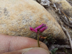 Indigofera declinata