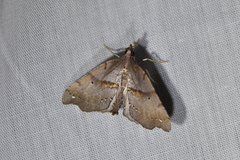 Chalastra pellurgata