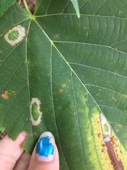 Phyllonorycter lucetiella