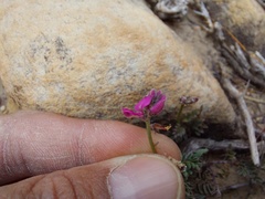 Indigofera declinata