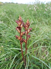 Orobanche gracilis