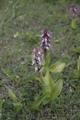Himantoglossum robertianum