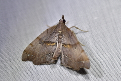 Chalastra pellurgata