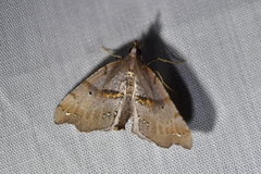 Chalastra pellurgata