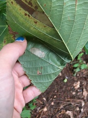 Phyllonorycter lucetiella