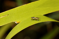 Acanthasargus