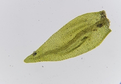Hygroamblystegium fluviatile