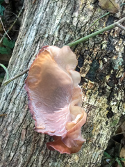 Auricularia fuscosuccinea