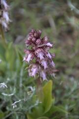 Himantoglossum robertianum