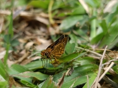 Taractrocera ardonia