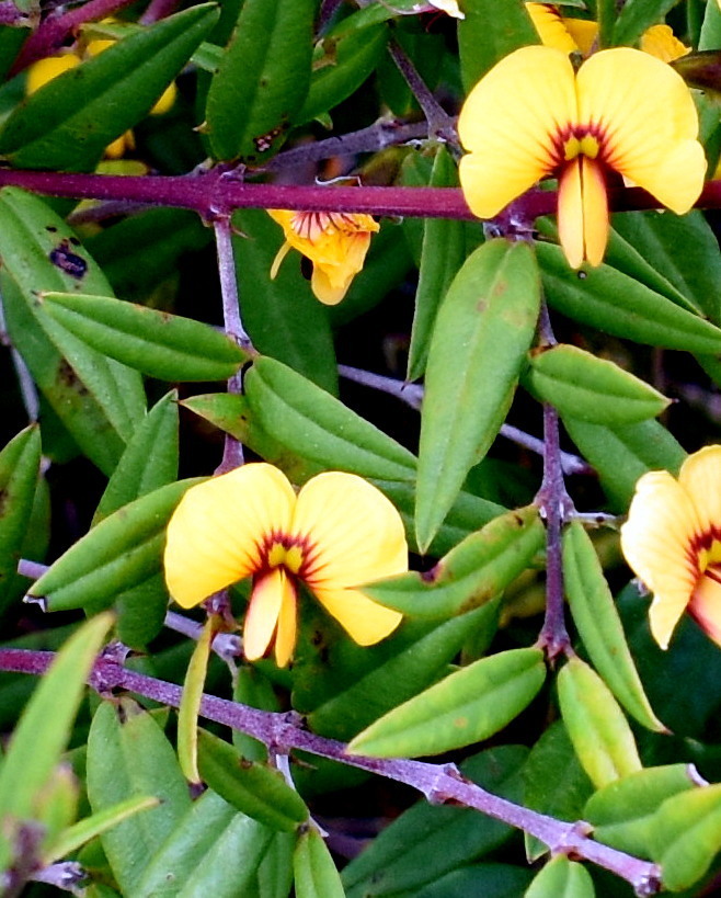 Bossiaea kiamensis