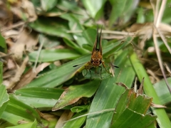 Taractrocera ardonia