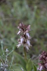 Himantoglossum robertianum