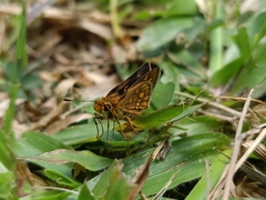 Taractrocera ardonia