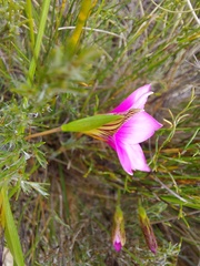 Romulea