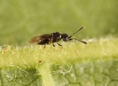 Aphanogmus