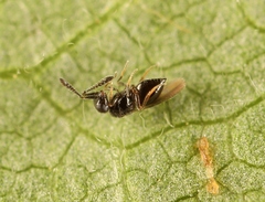 Aphanogmus