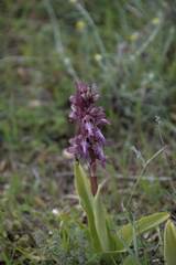 Himantoglossum robertianum