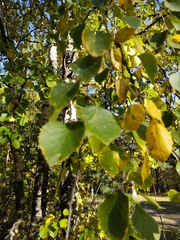Betula pubescens