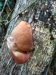 Auricularia fuscosuccinea