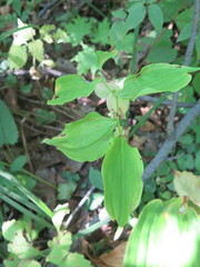 Polygonatum involucratum