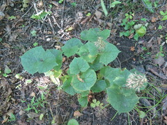 Parasenecio praetermissus