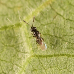 Aphanogmus