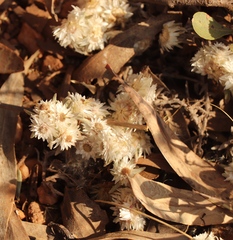 Helichrysum caespititium