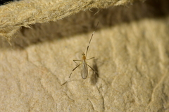 Amphineurus