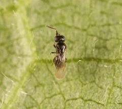 Aphanogmus