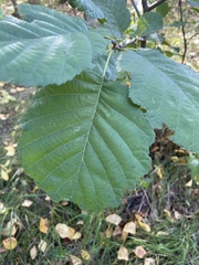 Alnus glutinosa