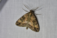 Pseudocoremia productata