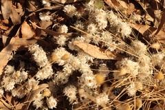 Helichrysum caespititium