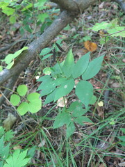 Vicia ramuliflora