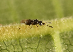 Aphanogmus